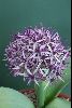 <em>Allium bodeanum</em>